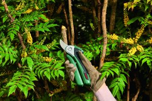 Bosch EasyPrune